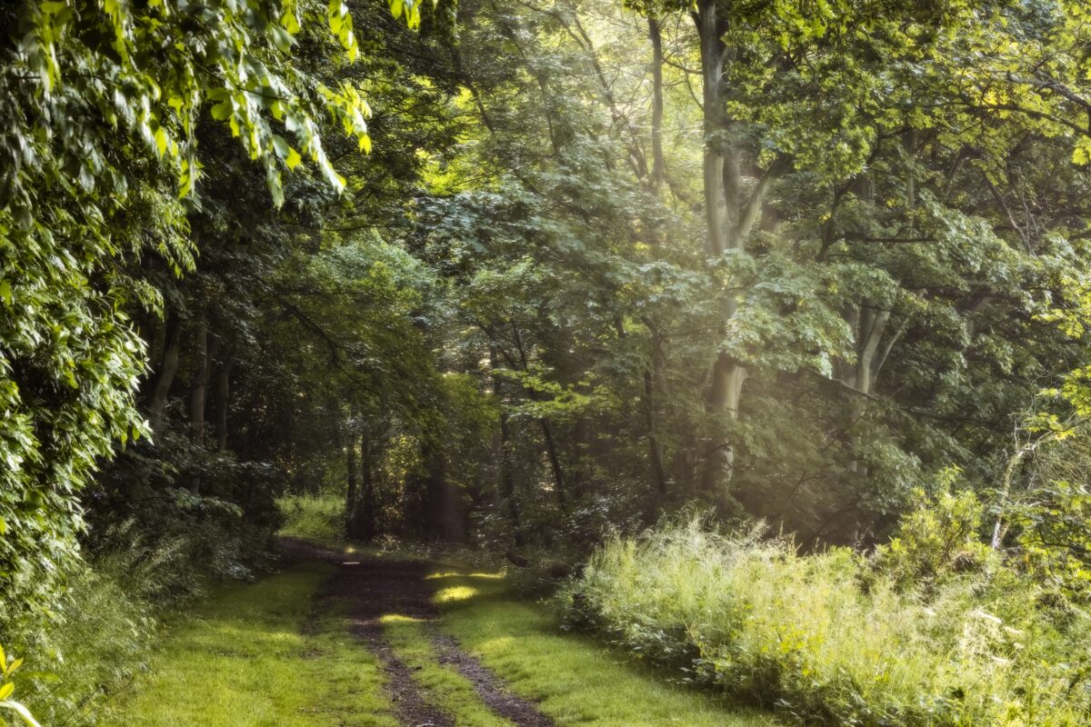 trees on a path